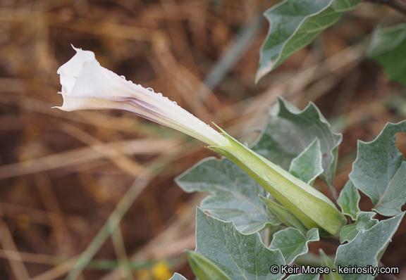 Image de Datura discolor Bernh.