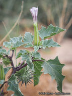 Image de Datura discolor Bernh.