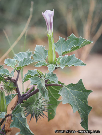 Image de Datura discolor Bernh.