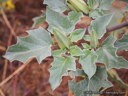 Image de Datura discolor Bernh.