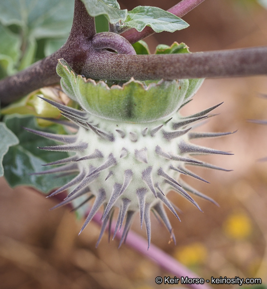 Image de Datura discolor Bernh.