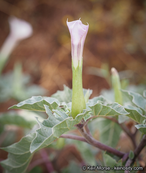 Image de Datura discolor Bernh.