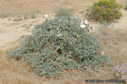 Imagem de Datura wrightii Hort. ex Regel