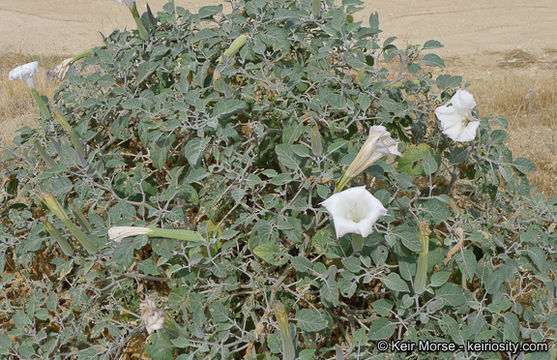 Imagem de Datura wrightii Hort. ex Regel