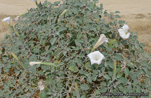 Imagem de Datura wrightii Hort. ex Regel