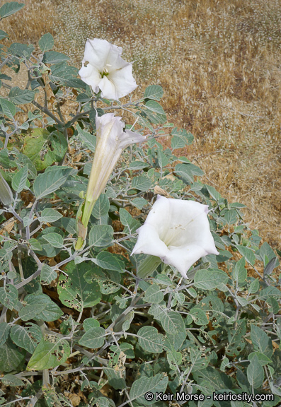 Imagem de Datura wrightii Hort. ex Regel