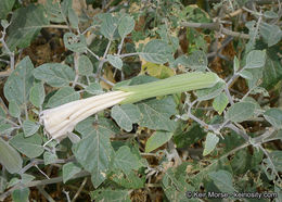 Imagem de Datura wrightii Hort. ex Regel