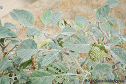 Imagem de Datura wrightii Hort. ex Regel