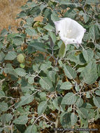 Imagem de Datura wrightii Hort. ex Regel