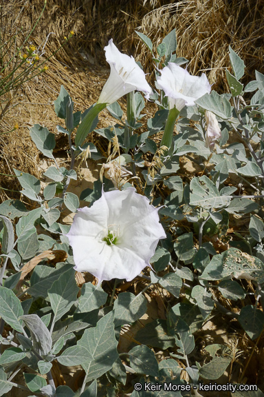 Imagem de Datura wrightii Hort. ex Regel