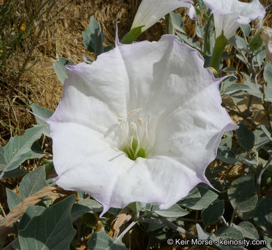 Imagem de Datura wrightii Hort. ex Regel