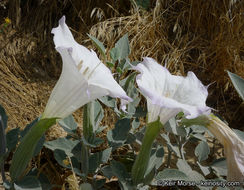 Imagem de Datura wrightii Hort. ex Regel