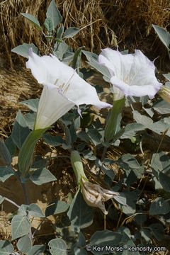 Imagem de Datura wrightii Hort. ex Regel