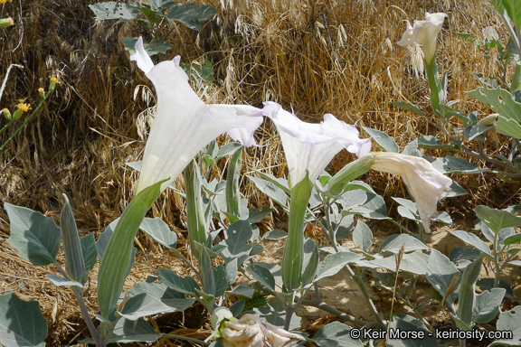 Imagem de Datura wrightii Hort. ex Regel