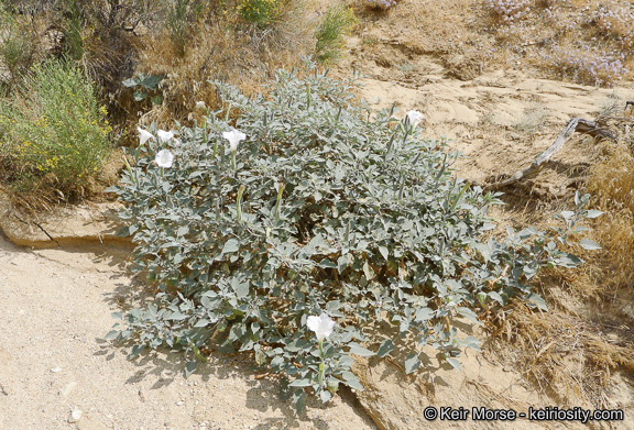 Imagem de Datura wrightii Hort. ex Regel