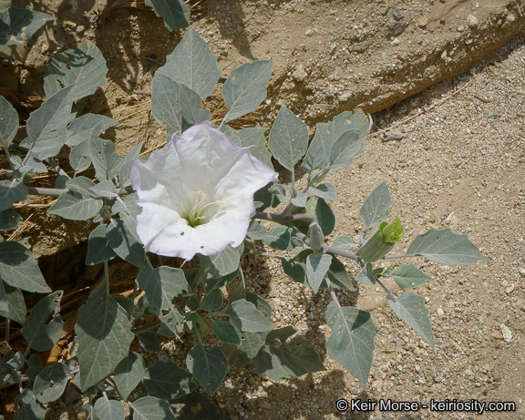 Imagem de Datura wrightii Hort. ex Regel