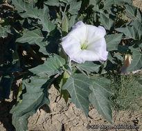 Imagem de Datura wrightii Hort. ex Regel