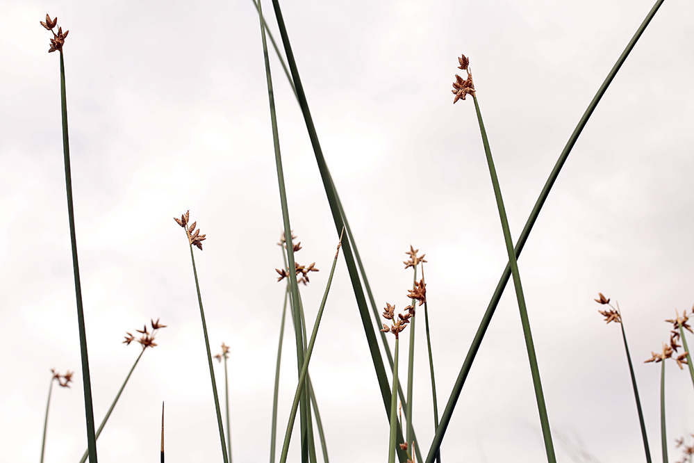 Imagem de Schoenoplectus acutus var. occidentalis (S. Watson) S. G. Sm.