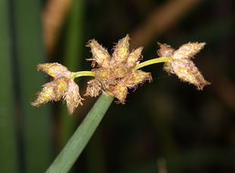 Plancia ëd Schoenoplectus acutus var. occidentalis (S. Watson) S. G. Sm.