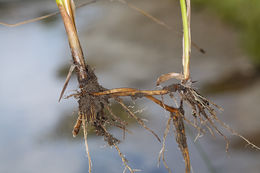 Plancia ëd Schoenoplectus acutus var. occidentalis (S. Watson) S. G. Sm.