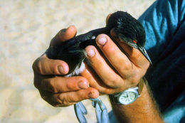 Image of Black-necked Grebe