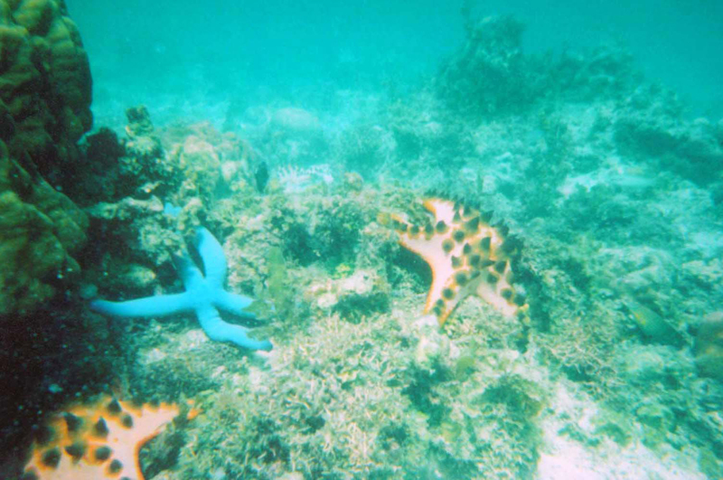Image of Blue linckia seastar