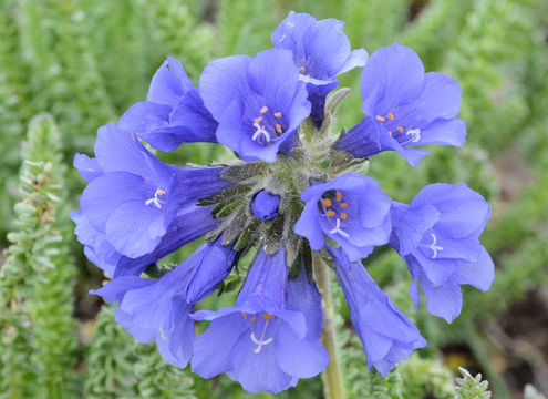 Image of sticky polemonium