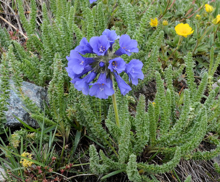 Image of sticky polemonium