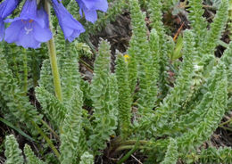 Слика од Polemonium viscosum Nutt.