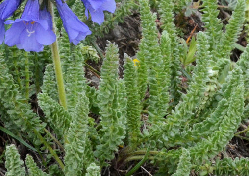 Image of sticky polemonium