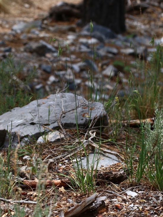 Plancia ëd Bromus porteri (Coult.) Nash