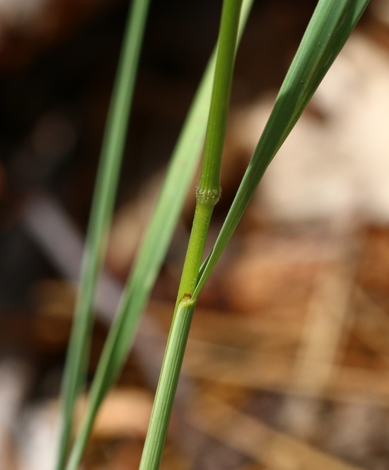 Plancia ëd Bromus porteri (Coult.) Nash