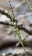 Plancia ëd Bromus porteri (Coult.) Nash