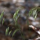 Plancia ëd Bromus porteri (Coult.) Nash