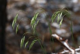 Plancia ëd Bromus porteri (Coult.) Nash