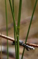 Image of Indian Rice Grass
