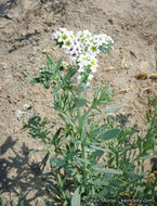 Image of seaside heliotrope