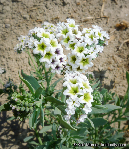 Image of seaside heliotrope