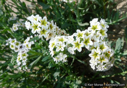 Image of seaside heliotrope