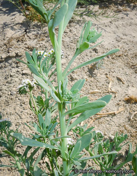 Image of seaside heliotrope