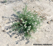 Image of seaside heliotrope