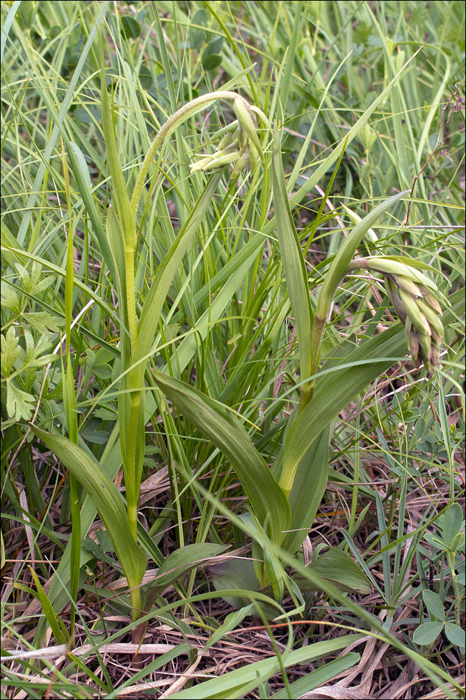 Image of Marsh Helleborine