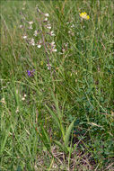 Image of Marsh Helleborine