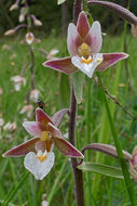 Image of Marsh Helleborine