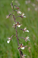 Image of Marsh Helleborine