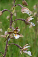 Image of Marsh Helleborine