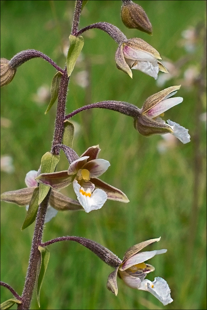 Image of Marsh Helleborine