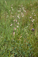 Image of Marsh Helleborine