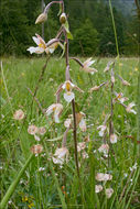 Image of Marsh Helleborine