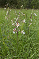 Image of Marsh Helleborine